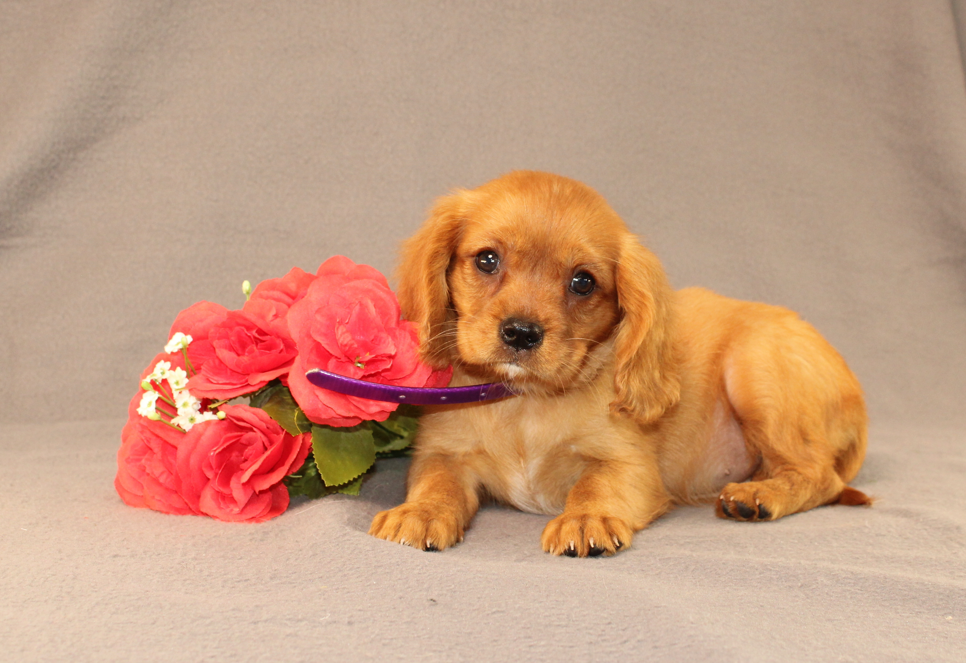 puppy, for, sale, Miniature Golden Retriever, Ivan J. Stoltzfus, dog, breeder, Dornsife, PA, dog-breeder, puppy-for-sale, forsale, nearby, find, puppyfind, locator, puppylocator, aca